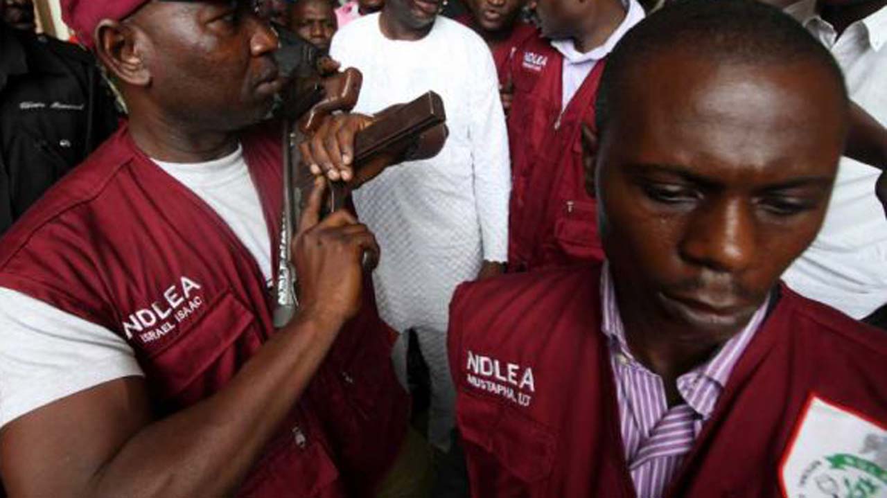 Kano NDLEA arrests over 1000 drug suspects, seizes illicit drugs