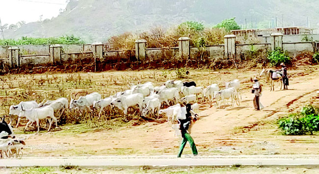 Lawless herders turn Ekiti multi-million naira farms to grazing land