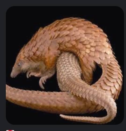 Nigerian lecturer, global Partners Unveil Historic Research Disclosing Illegal Pangolin Trading Hotspots in Africa & Asia