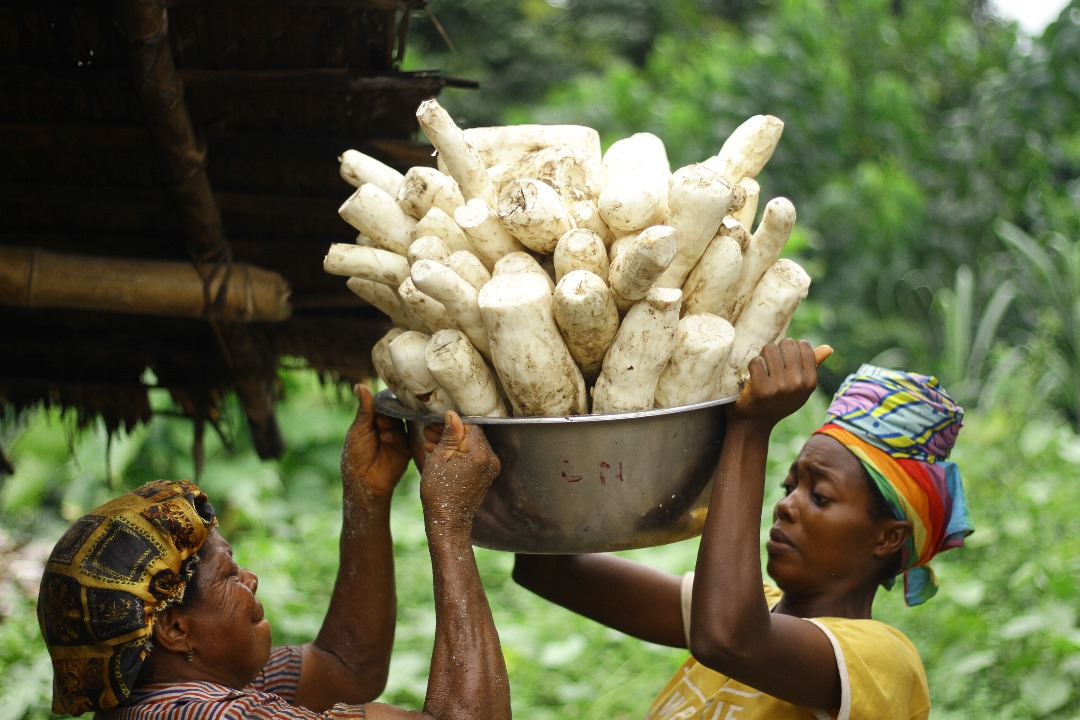 NCF boosts economic value of 1000 Nigerians, plants 276, 860 in 2023