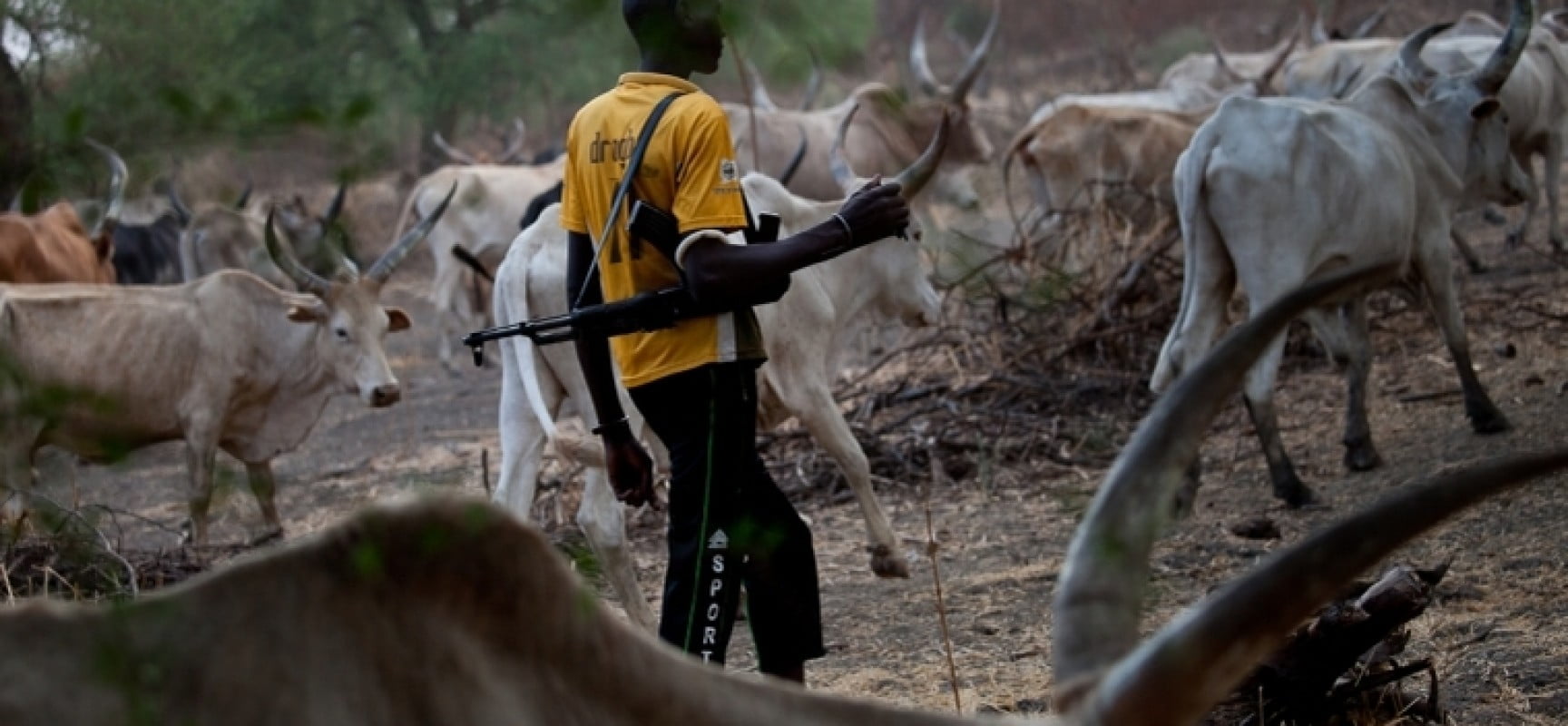 Herdsmen Attack Farmer in Borno, Severely Injure Him