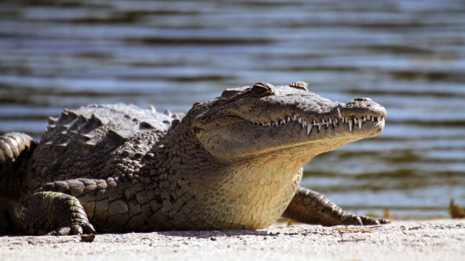 Human Remains Found in Crocodile Confirmed as Missing Man in North Queensland